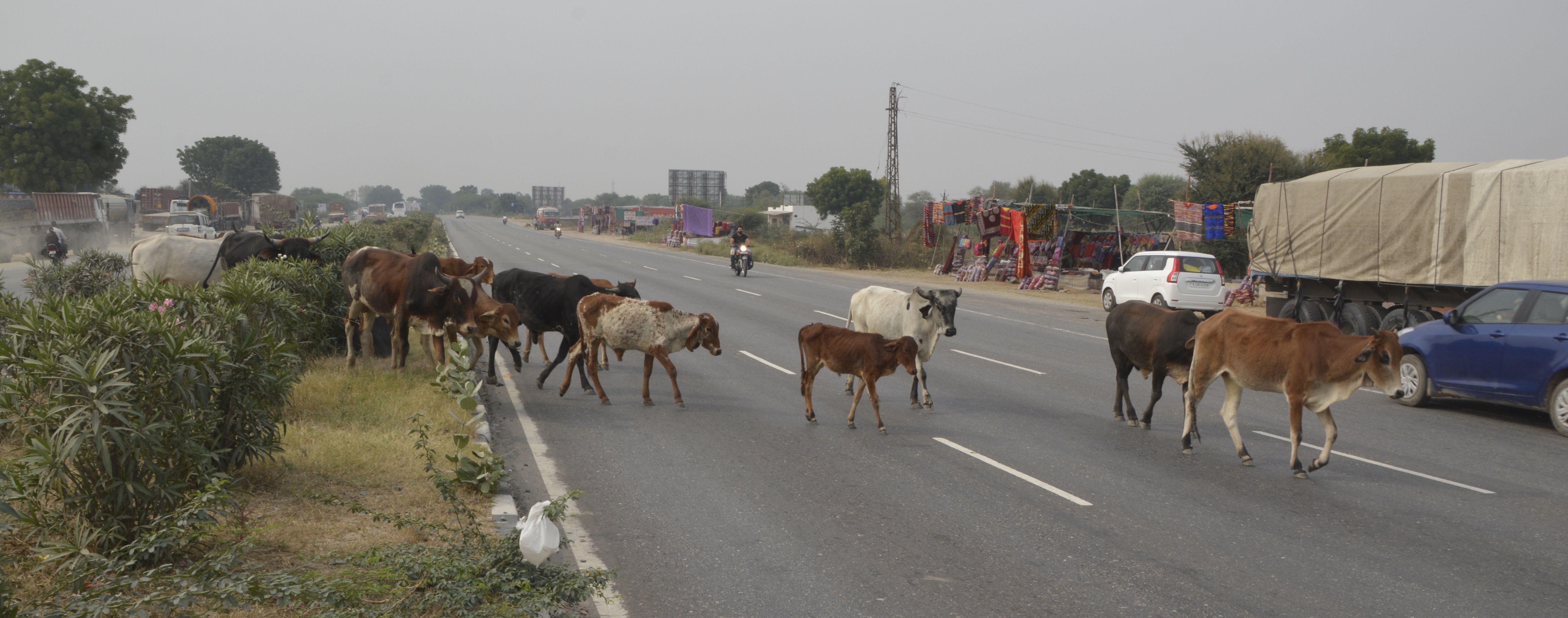 हाइवे पर ‘काल’ बन भटकता लावारिस गोवंश