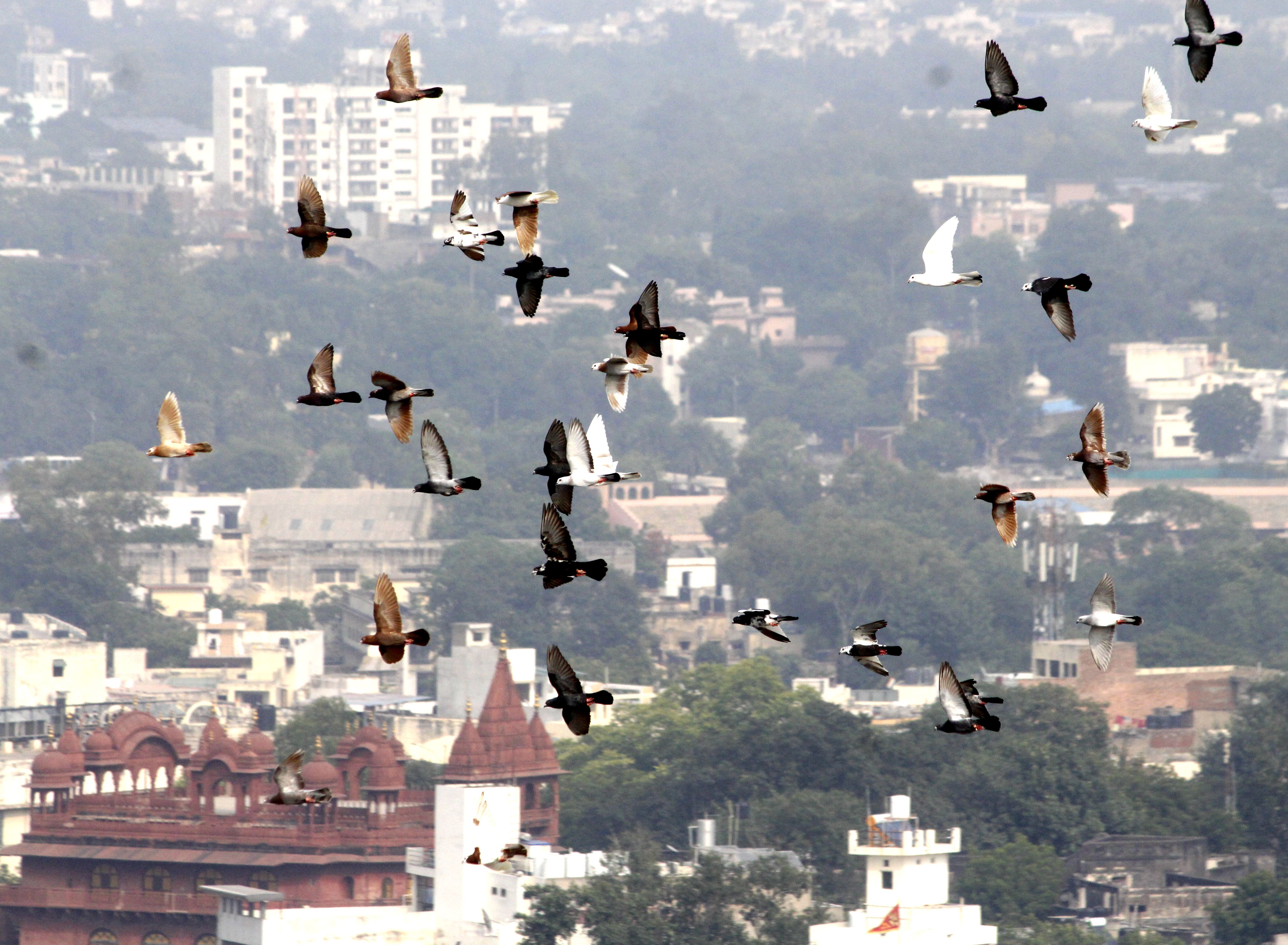 यहां पक्षियों के लिए है बेहतर माहौल, अजमेरवासियों के लिए अच्छी खबर