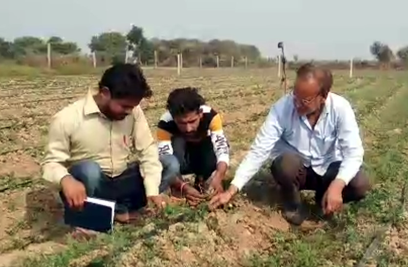 45 हजार की नौकरी छोड़ बना किसान, यूट्यूब से सीख शुरू की स्ट्रॉबेरी की खेती, मिल रही है अच्छी कमाई