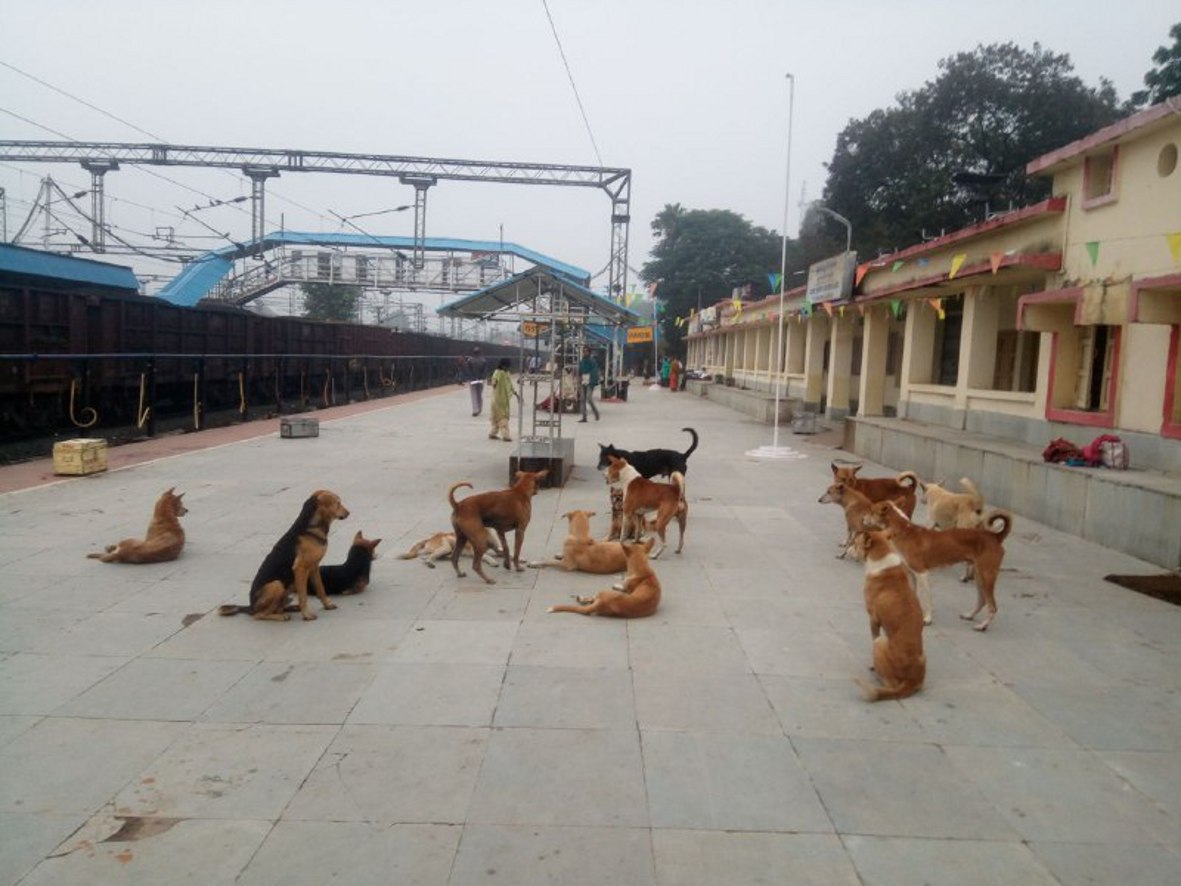 Wonderful: In this station of Madhya Pradesh, dogs are guarded by dogs
