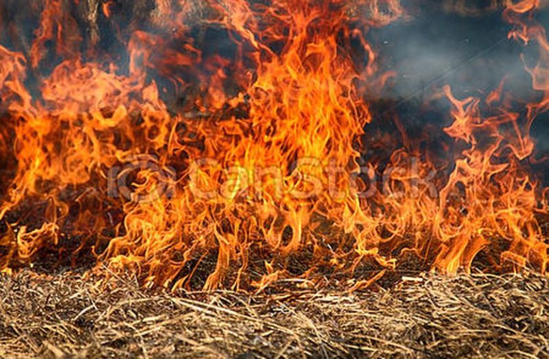 आग से दस ट्रॉली चारा जला