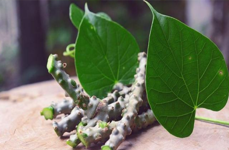 गिलोय खाने से बढ़ती है रोग प्रतिरोधक क्षमता, जानिए इसके अन्य फायदे