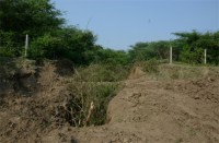 Crisis on 22 thousand of the saplings planted on the shore,