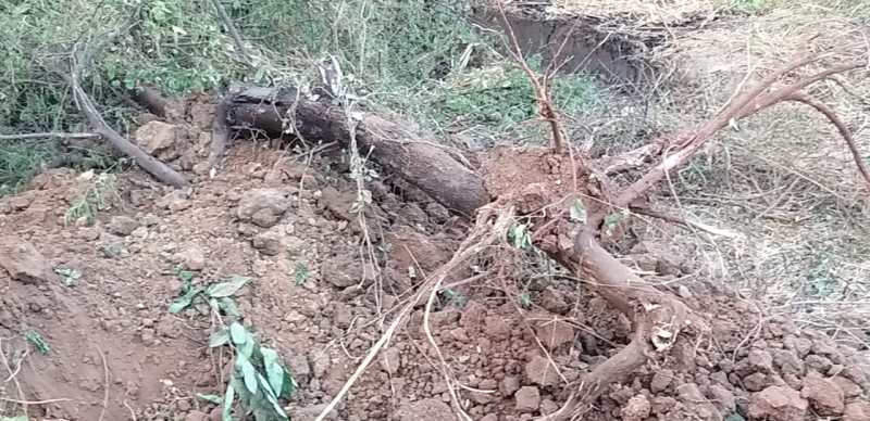 पत्रिका सरोकार - एक दो फुट जमीन बढ़ाने के चक्कर में बरसों पुराने पेड़ों का कत्लेआम