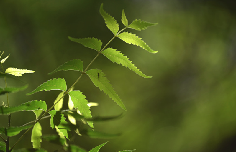Neem Leaf Powder helps to control diabetic symptoms