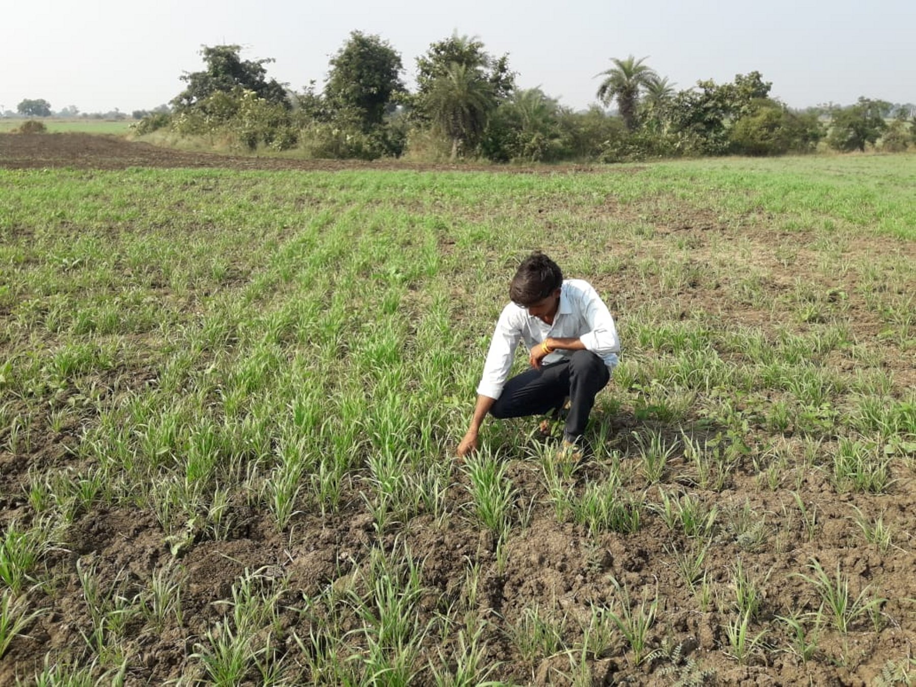 अज्ञात रोग लगने से सूख रही किसान के खेतों में खड़ी गेहूं-चने की फसल