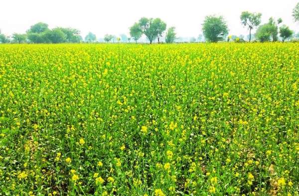 खेतों में लहलहाई सरसों की फसल....