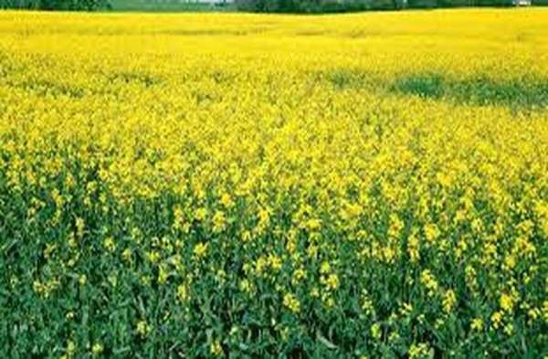 खेतों में लहलहाई सरसों की फसल....