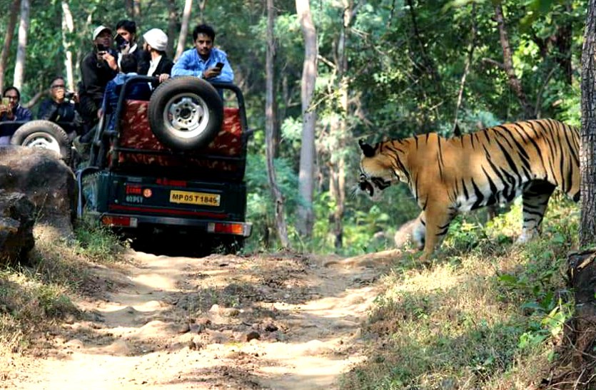 Forest department will create new sanctuary for tiger conservation