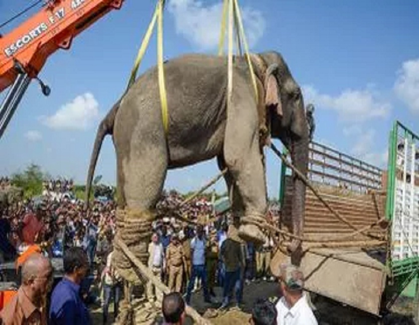 असम के हाथी बनते जा रहे हैं खूंखार, ४ साल में ले चुके हैं 359 जानें
