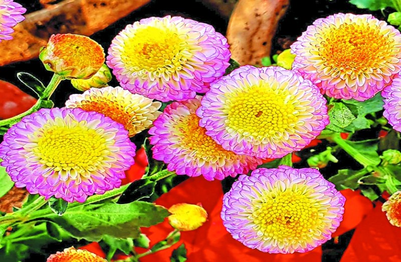 कीकू लियोरी और कासा गेंड्ररी जैसी जापानी प्रजातियों से खिल उठेगी गुलदाउदी प्रदर्शनी