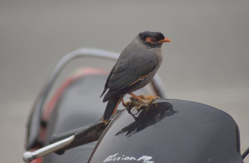 कोहरे की आगोश में रहा शहर click: Bablu agrawal