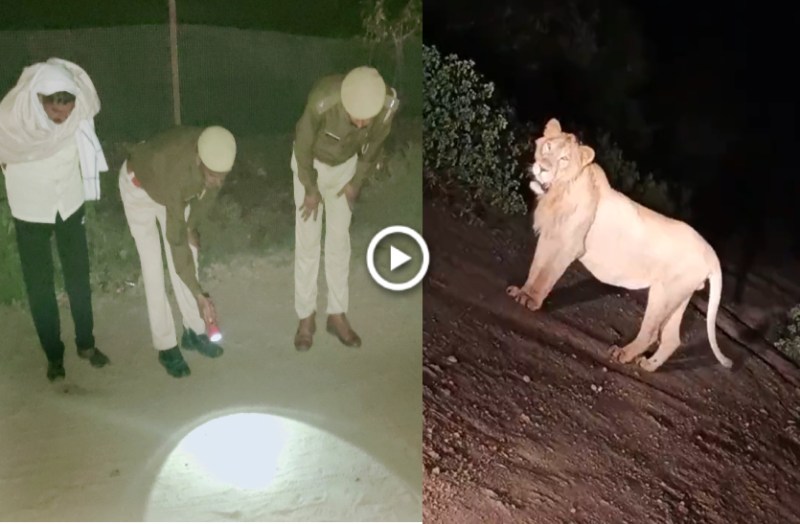 VIDEO: राजस्थान में यहां शेर की दहाड़ से फैली दहशत ! रातभर खोजती रही वन विभाग की टीम