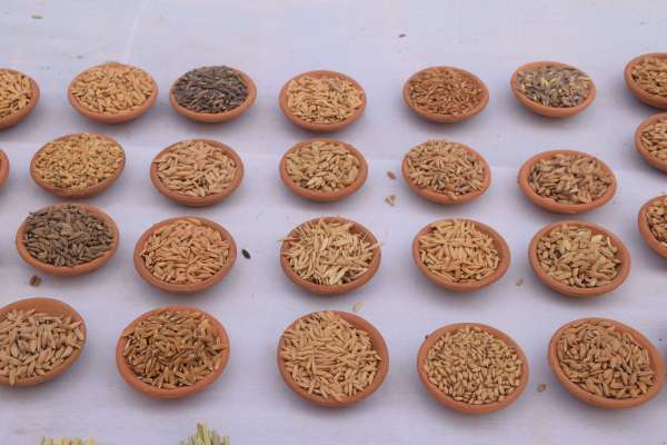 shilpgram Organic mahotsav