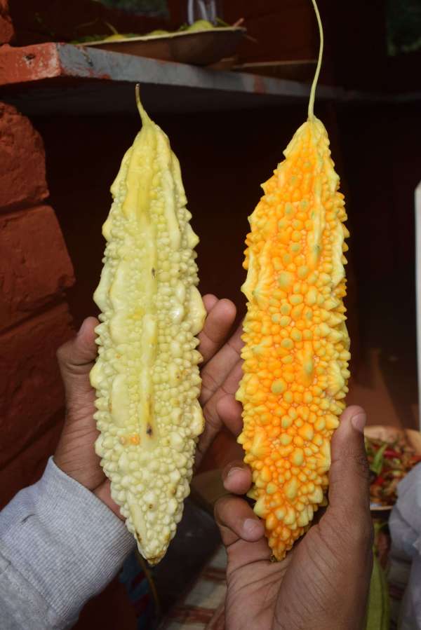 shilpgram Organic mahotsav