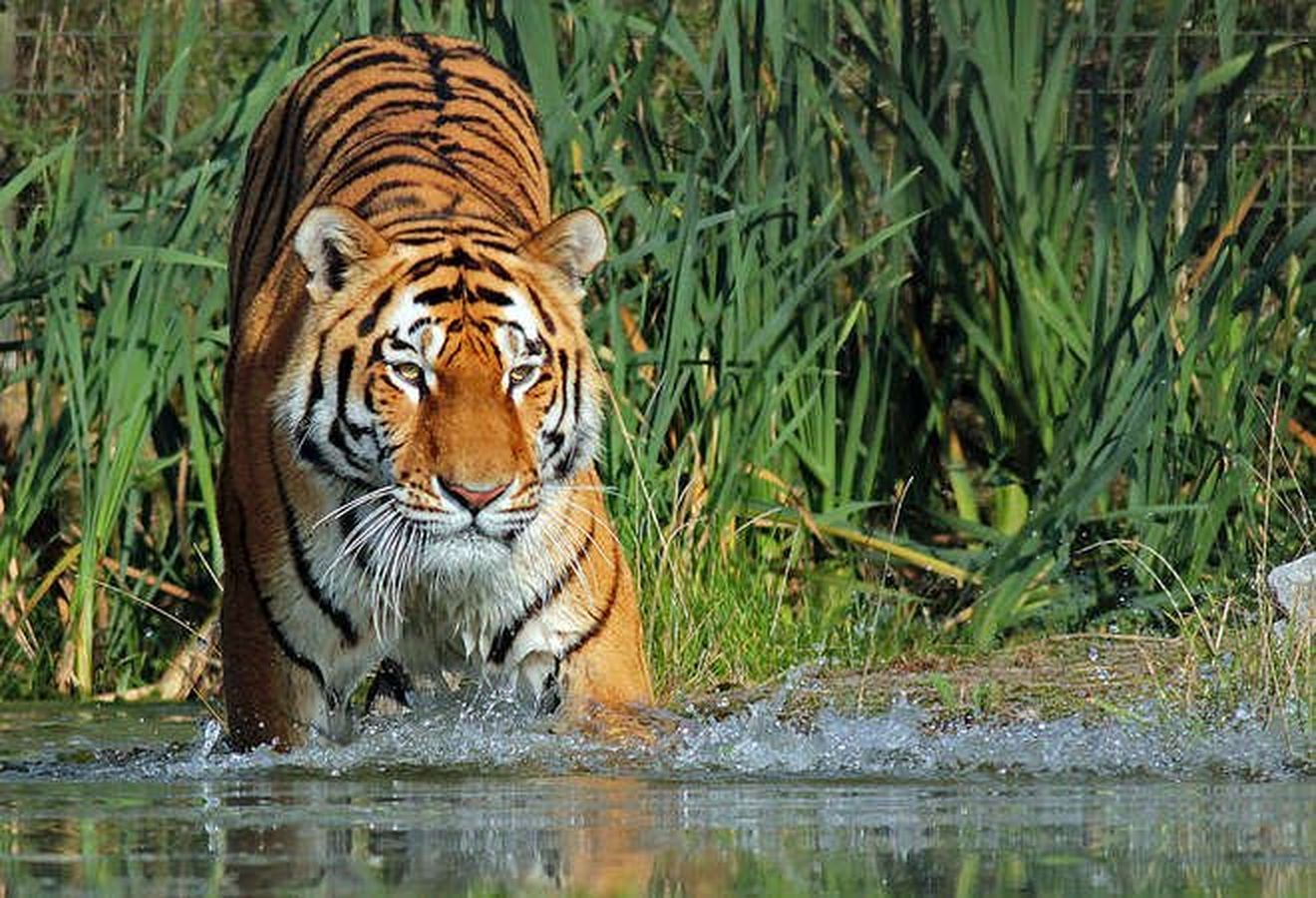  Burhanpur Tiger reserve