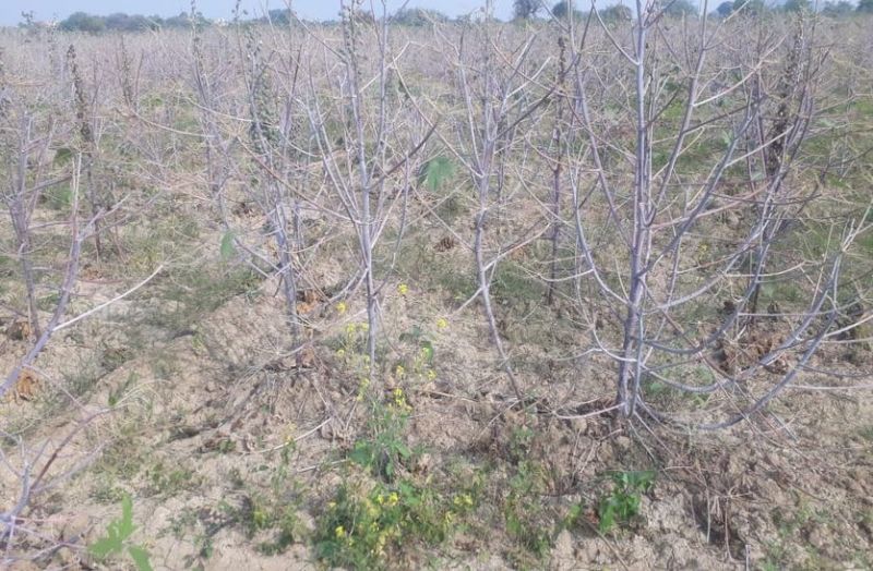 सिरोही के इस क्षेत्र में अरंडी की फसल में बढ़ा कीटों का प्रकोप, किसान चिंतित, जानिए कैसे...