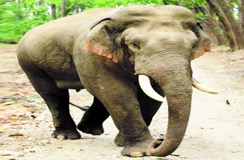 तीन साल में हाथियों ने वन विभाग को लगाया करोड़ का फटका, मुआवजा बांटने मेें वन विभाग के छूट रहे पसीने... तीन साल में हाथियों ने वन विभाग को लगाया साढ़े 7 करोड़ का फटका