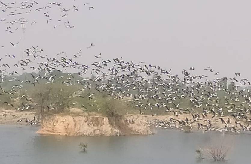 Kurja in Jodhpur