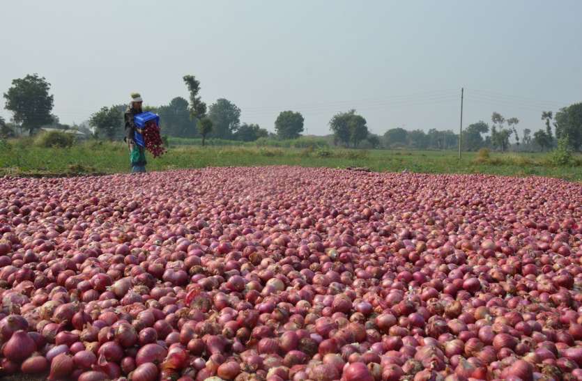 Rajasthan Onion Farmer Earn Profit Of 1 Crore This Season