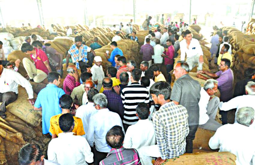Gujrat News : एक महीने में ४४२६ किसानों की मूंगफली खरीदी, ३९६ की रिजेक्ट