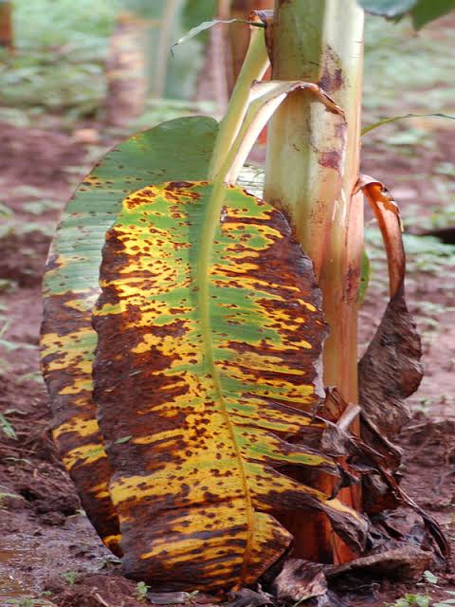  Karpa disease on banana crop, if not necessary treatment will be a big loss