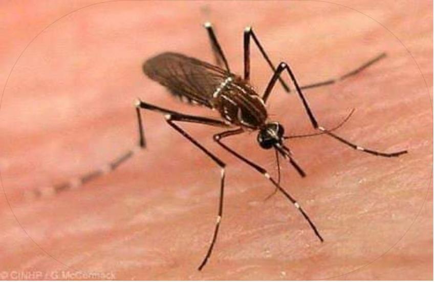 Rajkot News : डेंगू से बालिका की मौत
