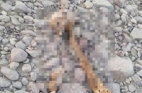 Skeleton