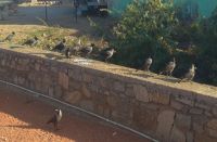 बर्ड फ्लू से नहीं हुई मौत, कोल्ड स्ट्रोक की संभावना