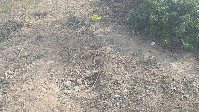 Corruption in Plantation