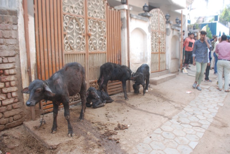 डेयरी हटाने की कार्यवाई पड़ी सुस्त