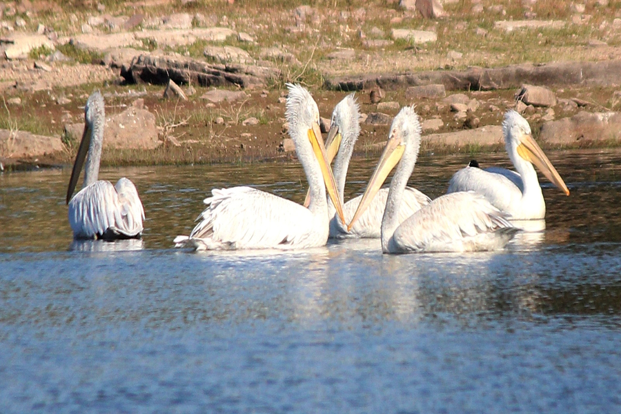,different migratory birds come to jodhpur wetlands