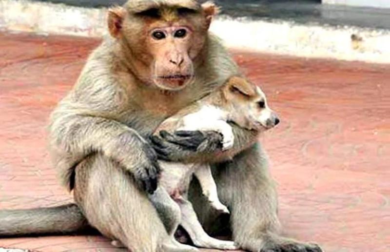 Monkey shows love to puppy