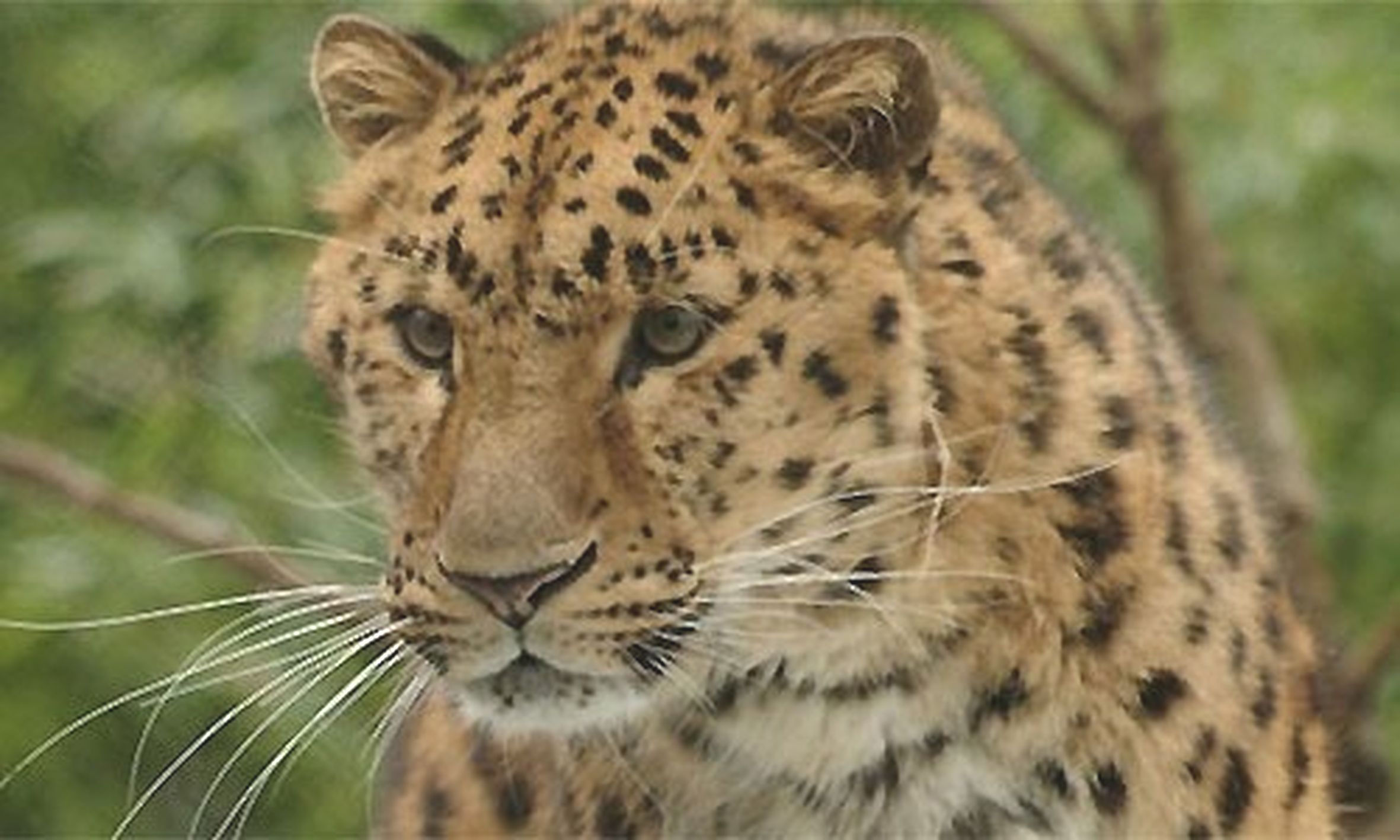 Leopard hunted two cows in two days