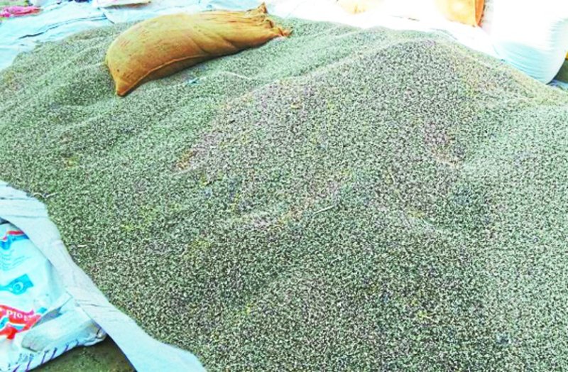 Guar affected by rain, lower wages than normal