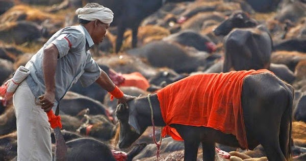 gadhimai temple