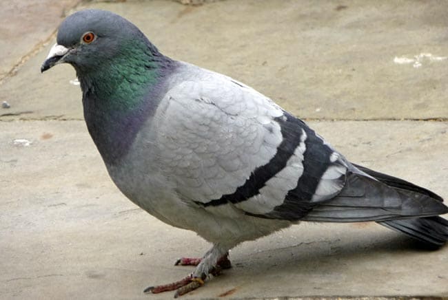 Pigeon beat, health hazards, all india institute of medical sciences
