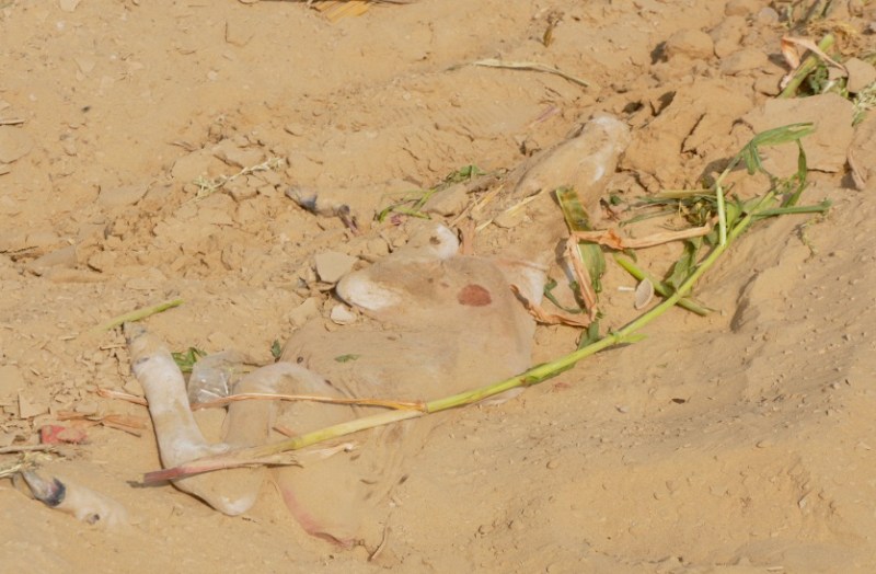 Cow's dead in Nandi Gaushala Barmer