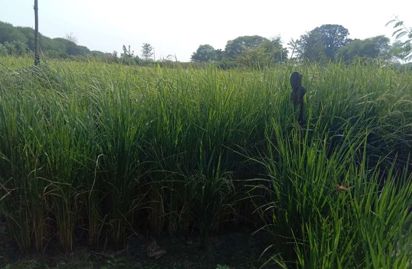 Young farmer doing better farming katni