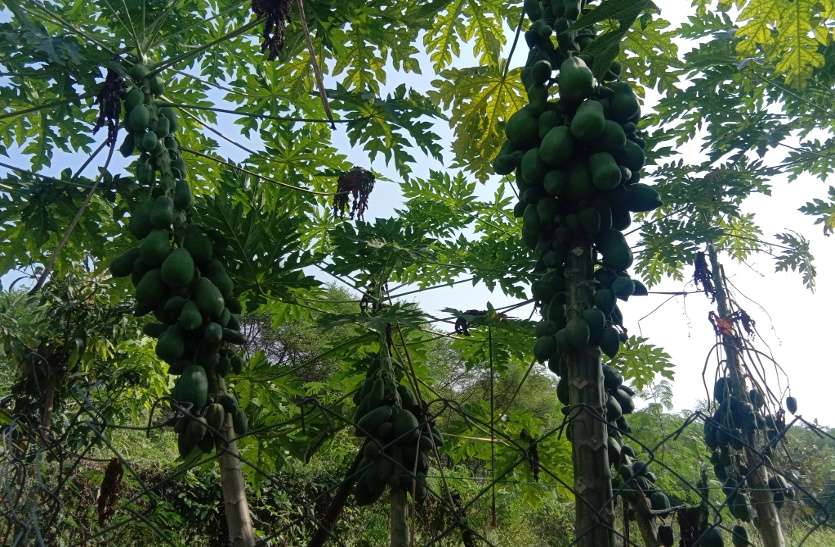 Young farmer doing better farming in katni