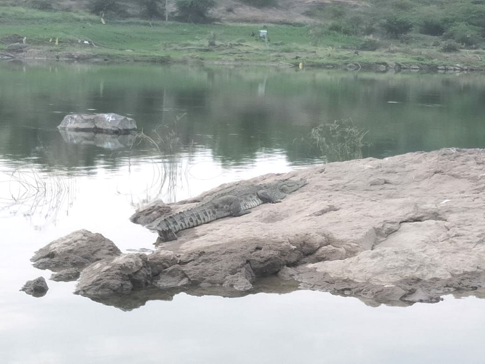 Crocodile showing on the banks of river Veda