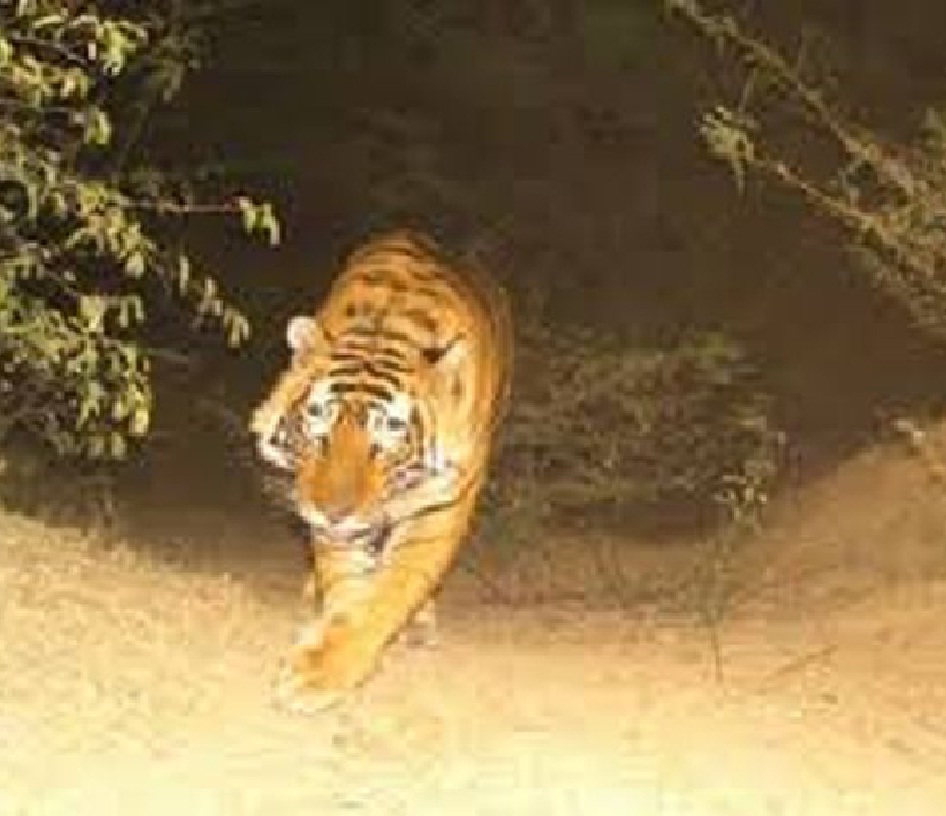 रणथम्भौर से निकलकर पहुंचे बाघ-बाघिन, 29 साल बाद गुलजार हुआ बूंदी का जंगल