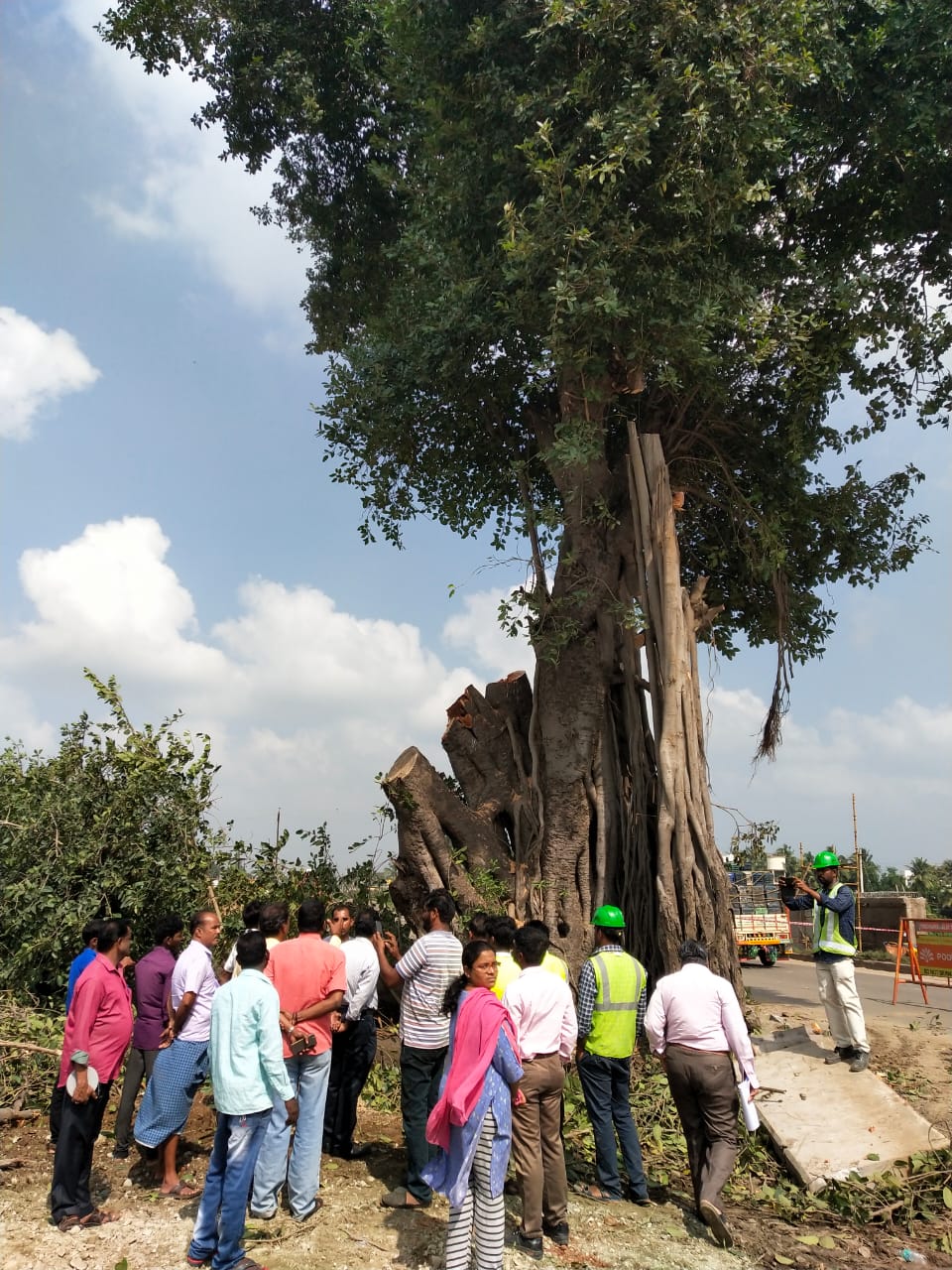 Transplantation of 120 years aged banyan tree
