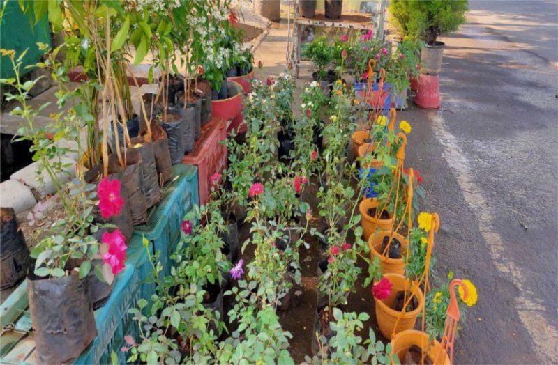 रंगीन फूलों की मुस्कुराहट पर दिल हो जाता है फिदा