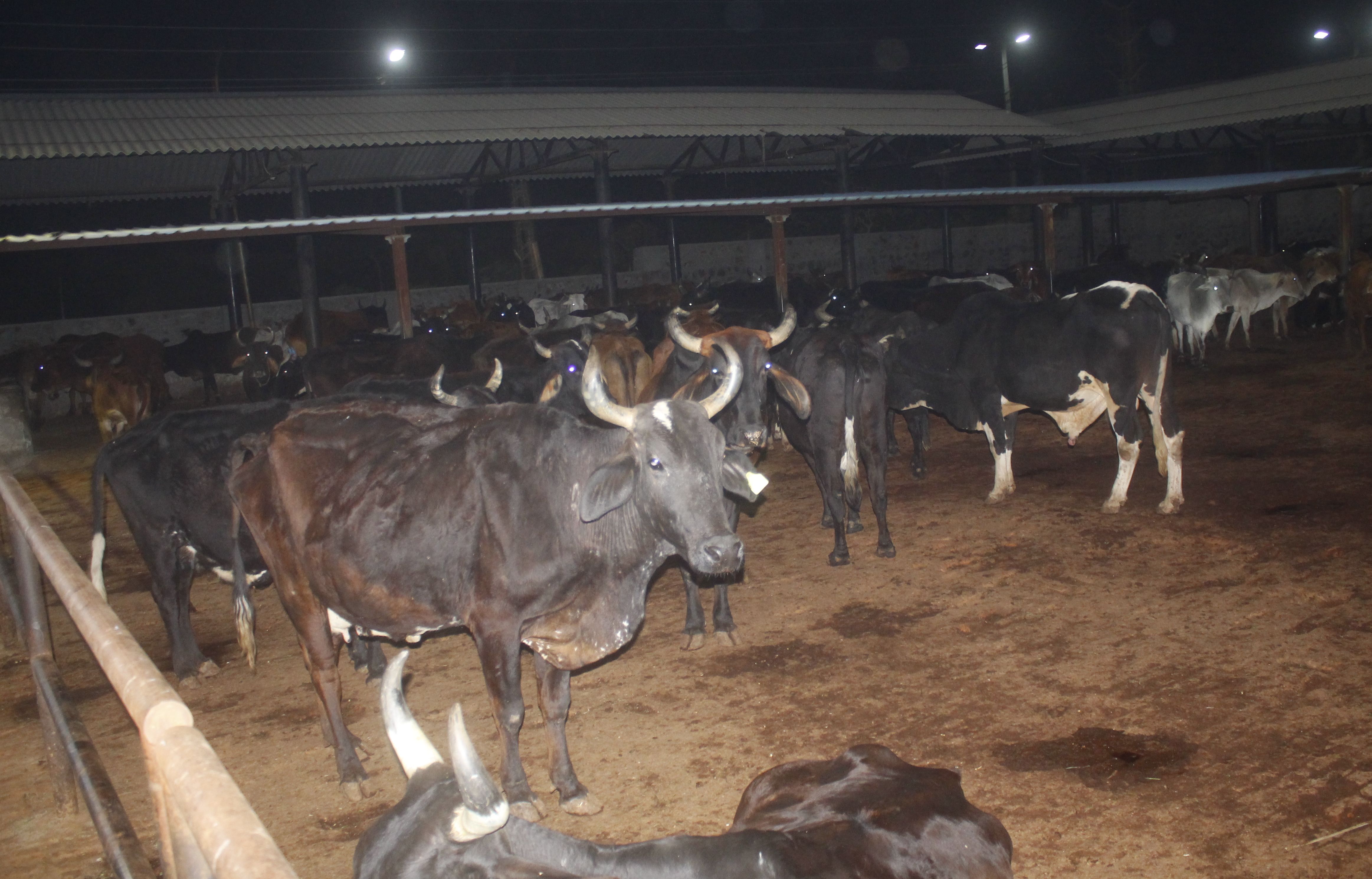 Ajmer News :  तीन गायों की मौत, आठ बीमार