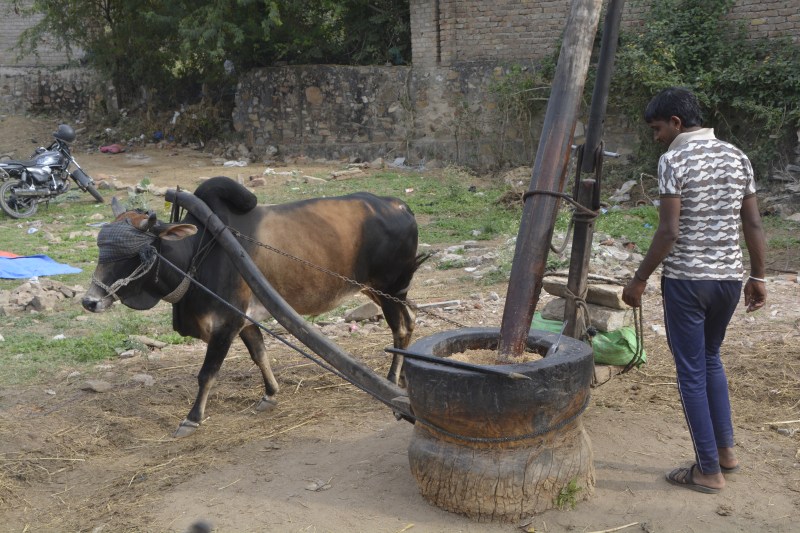 सर्दियों में सुहाने लगा तिल का तेल