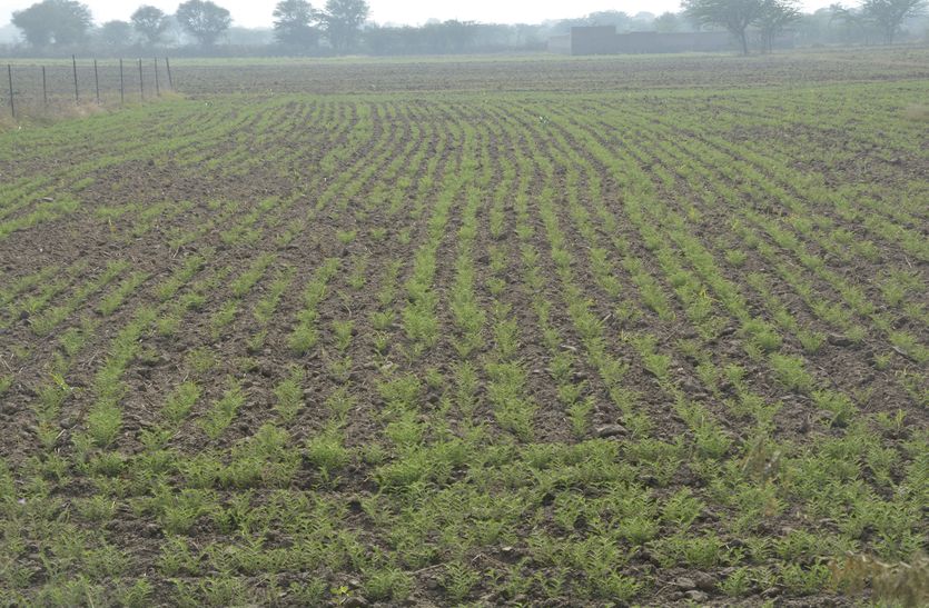 crop news : अजमेर जिले में चने की रिकॉर्ड बुवाई