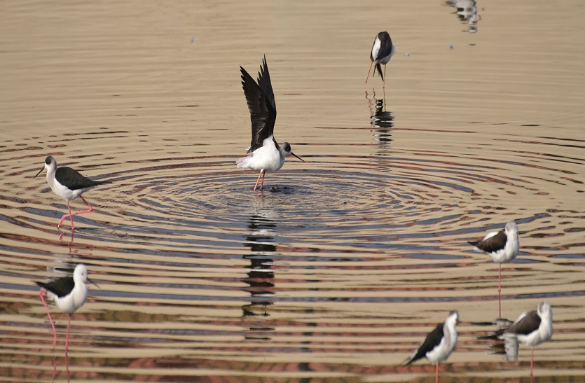 द्रव्यवती नदी में बन रहा है पक्षियों का नया ठिकाना