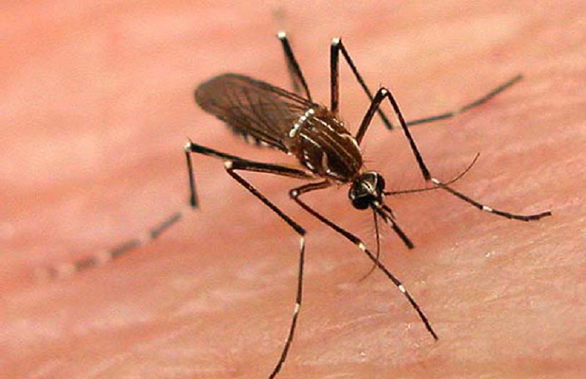 कोलकाता में अब मलेरिया ने पसारे पैर, व्यवसाई की मौत
