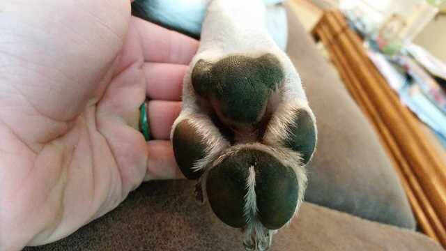 Dogy's Paws